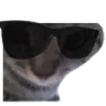 ungatocool ungatocool