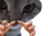 ungatograb