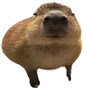capybaragort