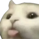 catBlop