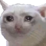 sadcat Discord Emoji