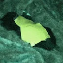 Queso