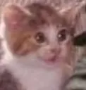 catfear
