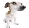 doggy