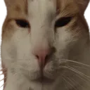MachoStare
