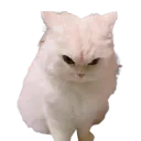 MadCat