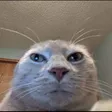 Bruh