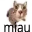 miau miau