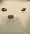 headge