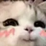 cuteflushed_cat