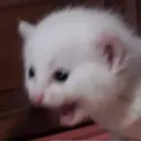 zzz_scream