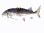 fishron
