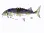 fishron