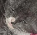 derp derp