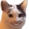 salami36CatCreep