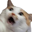 salami36CatKhee