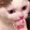catpaws Discord emoji