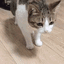 Cat_Dead animated GIF emoji | 🌹PlayGSL❤