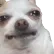 dog7