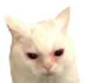 catembres Discord Emoji