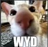 cat_wyd Discord Emoji