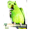 1barkingparrot Discord emoji