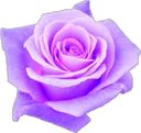 PurpleFlower1