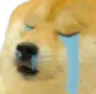 dogecry