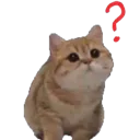 Kitty Confused Discord Emoji