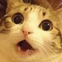 Catshock CatShock Discord Emoji