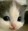 heh
