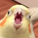 birbSCREM Discord Emoji