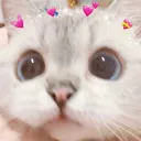 cat Discord Emoji
