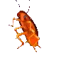 CricketGang CricketGang