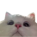 Catpeek catpeek Discord Emoji