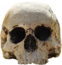 RealisticSkull