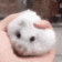 VErHamsterSquish