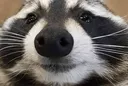 Hey