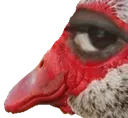 duck2