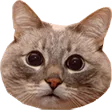 AbsolutlyNeutralMeow Discord Emoji