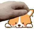 PetTheCorgi