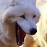 wolfkek