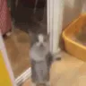 happycat