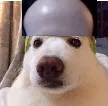balddog
