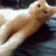 kookycat kookycat