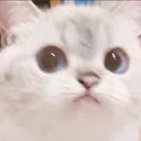 cat_mad2