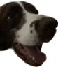 montypog