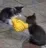 cat_handshake