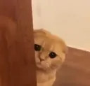 lynx_kedickOwO lynx_kedickOwO