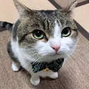 CE_GentleCatLooking